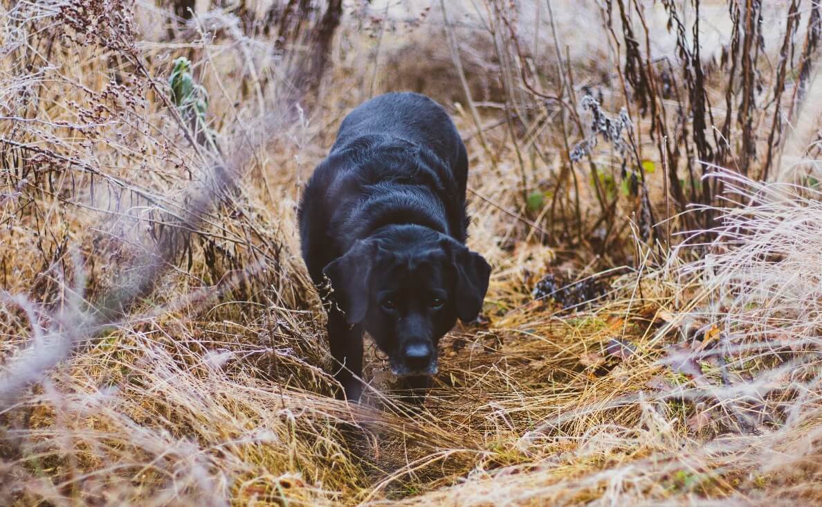 Protecting Your Dog from Cheatgrass and Foxtails - black lab in field of dry grass