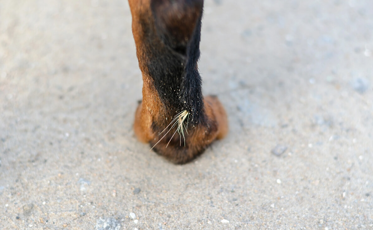 Protecting Your Dog from Cheatgrass and Foxtails - foxtail stuck in back of dog's leg