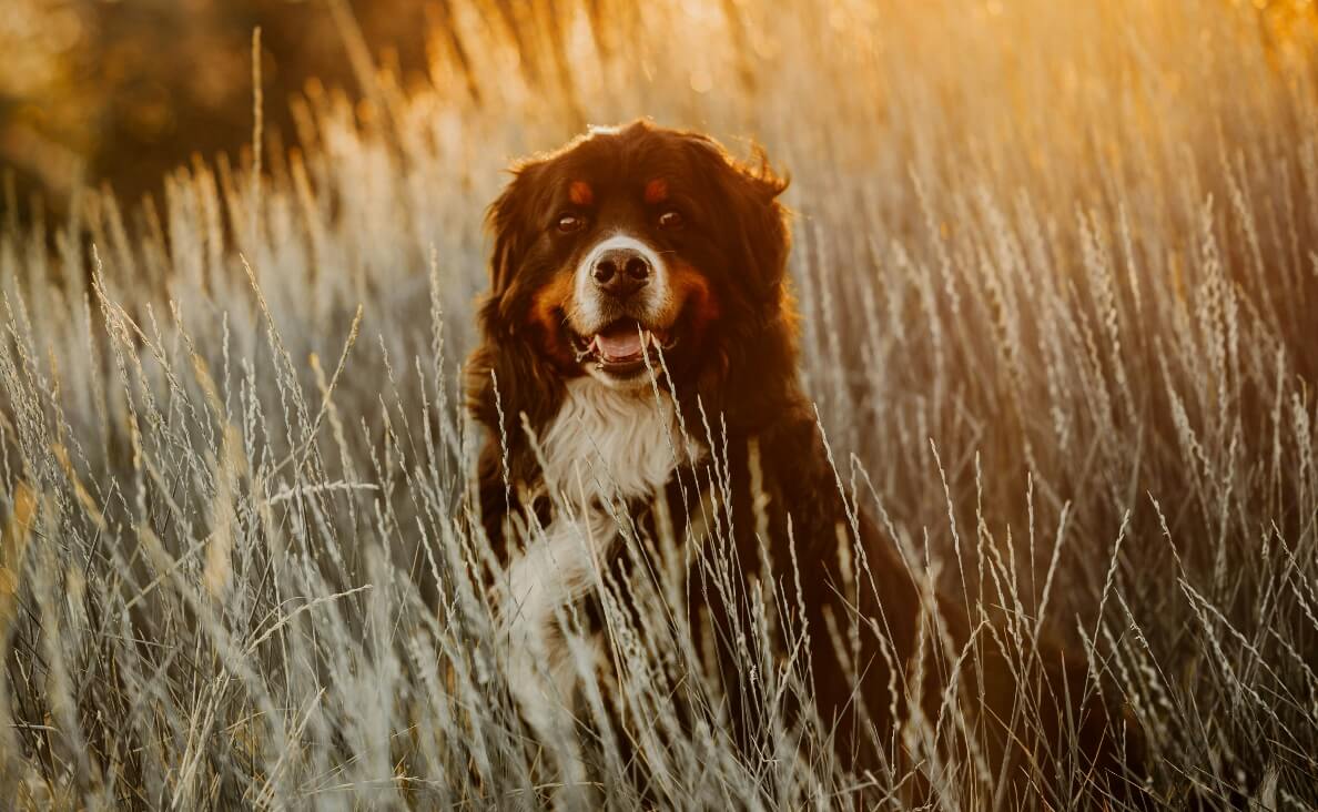 Protecting Your Dog from Cheatgrass and Foxtails - st bernard in field of dry grass with sunset in background