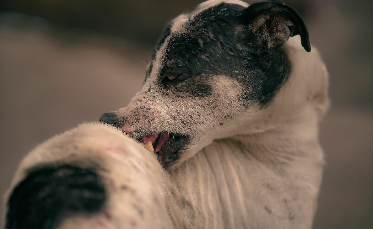 Why Does My Dog Have a Skin Rash - dog biting skin rash