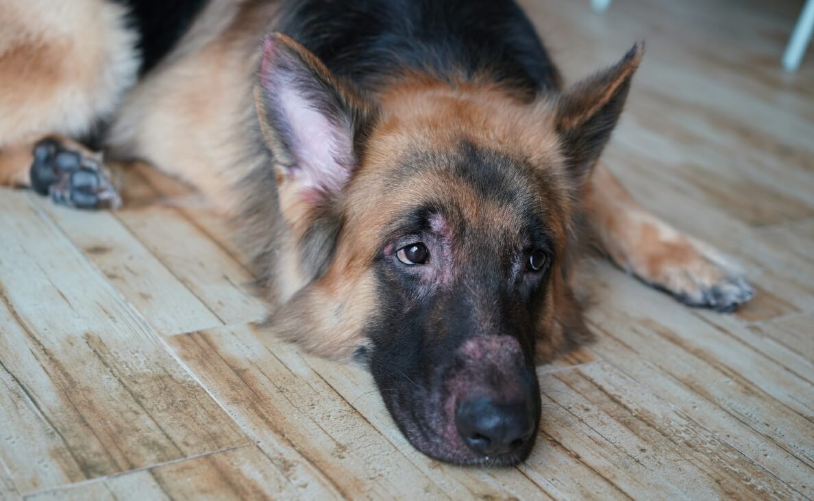 Why Does My Dog Have a Skin Rash - german shepherd with skin rash on face
