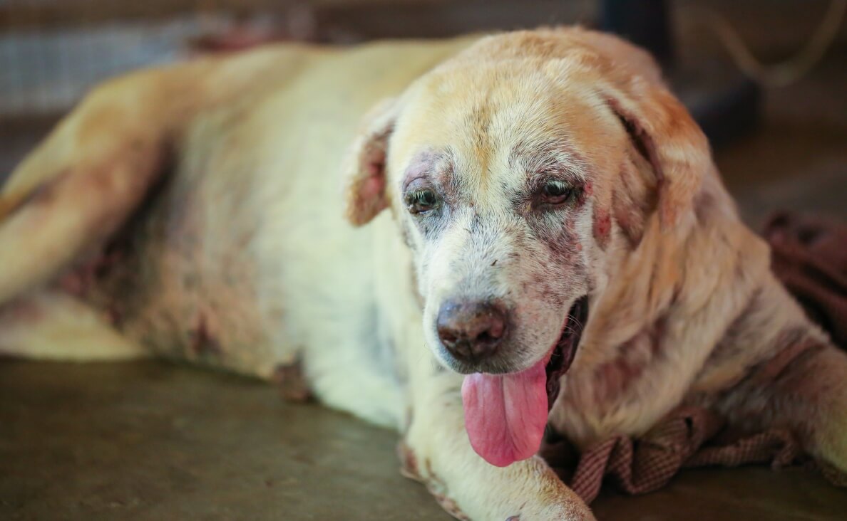 Why Does My Dog Have a Skin Rash - senior dog with rash all over body