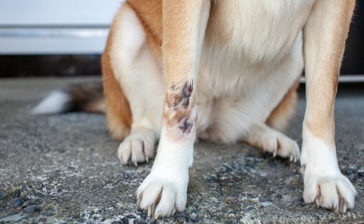 Why Does My Dog Have a Skin Rash - skin rash on leg