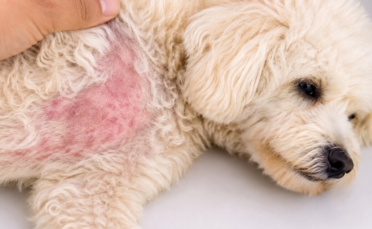 Why Does My Dog Have a Rash? Common Causes, Symptoms, and When to Call the Vet