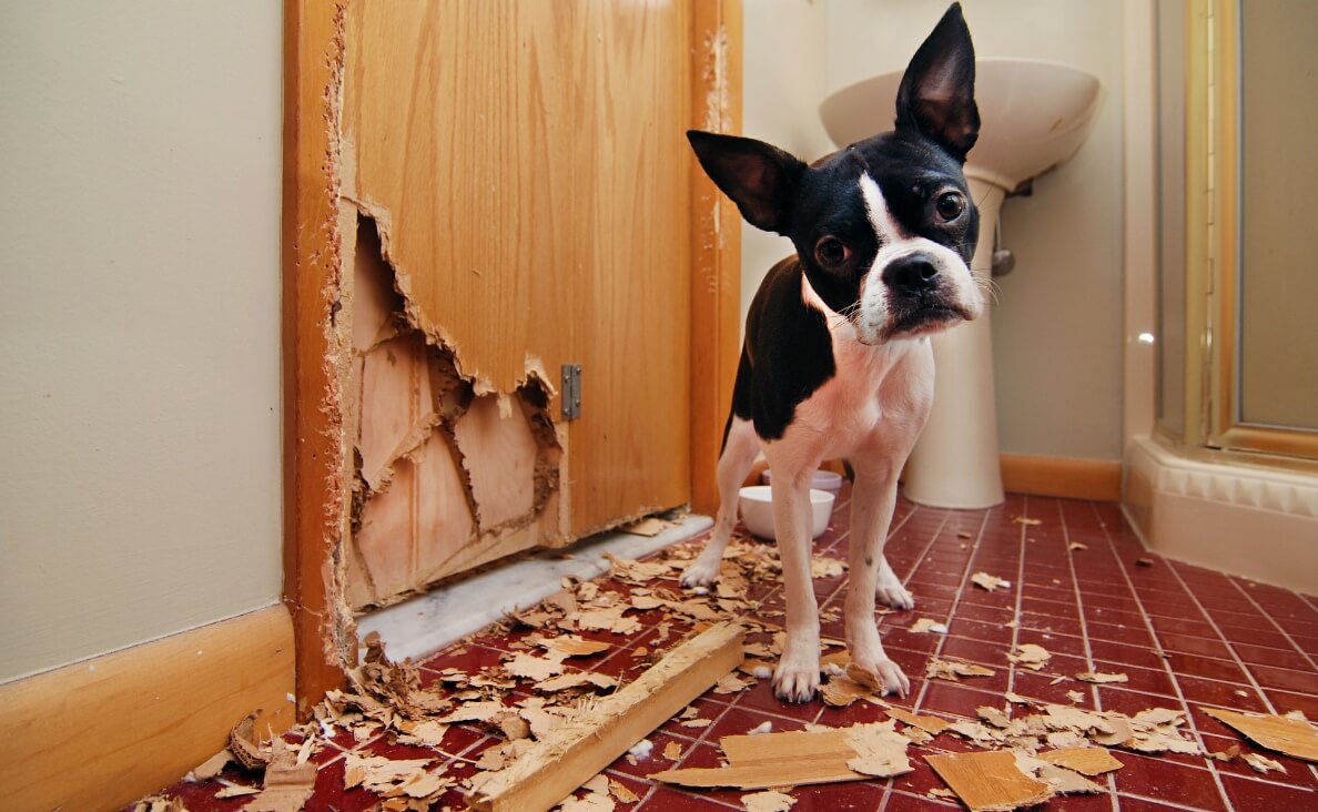 Why Dogs Scratch Doors - Boston Terrier chewed up door