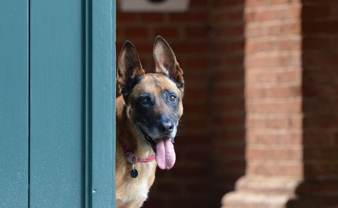 Why Dogs Scratch Doors - German Shepherd looking around door