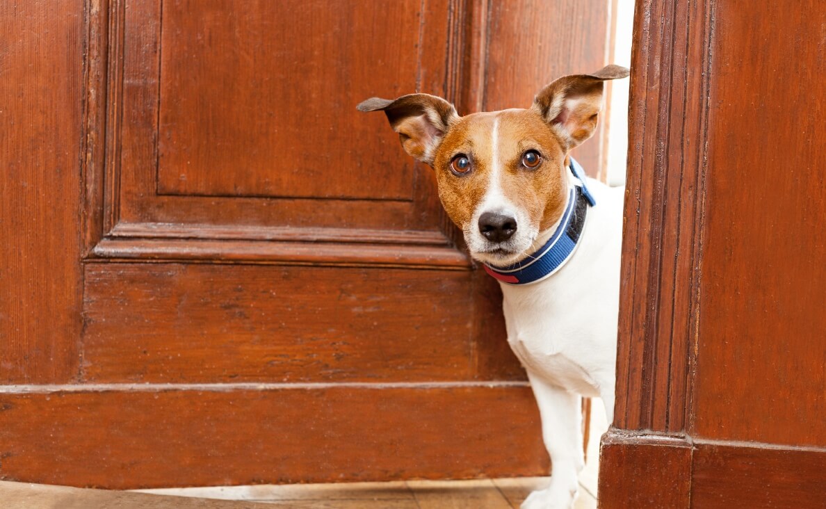 Why Dogs Scratch Doors and How to Stop It