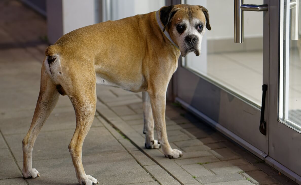 Why Dogs Scratch Doors - boxer looking at sliding glass door