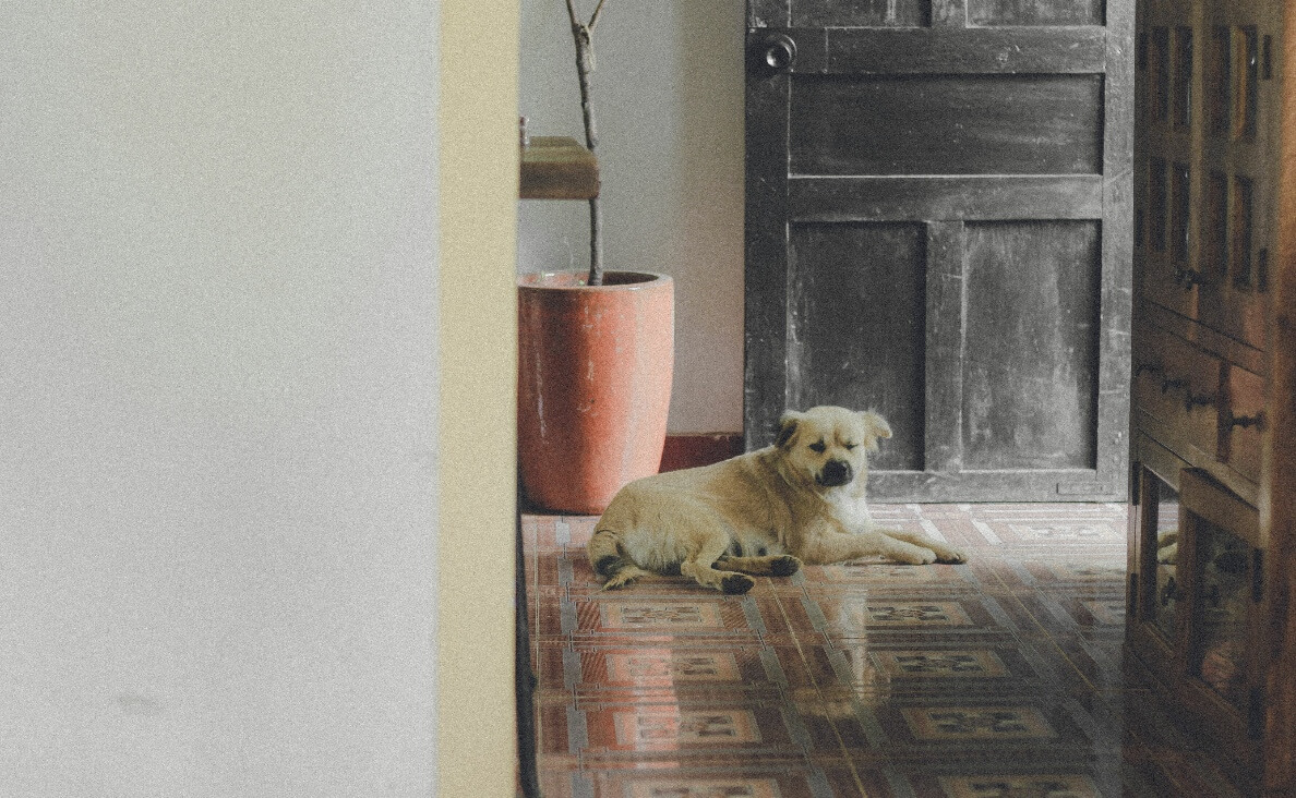 Why Dogs Scratch Doors - vanilla colored dog laying in front of a door