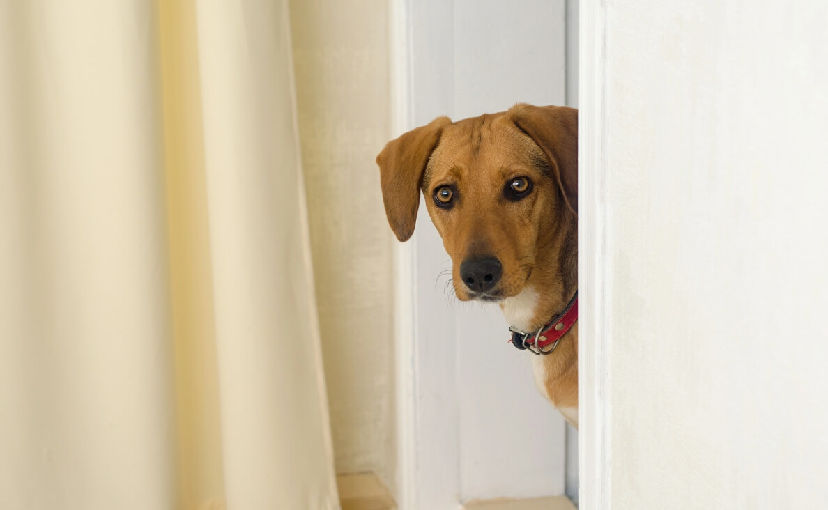Why Dogs Scratch Doors